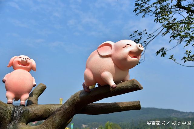 广东佛山生态园500头猪营造春节气氛,母猪上树成网红拍摄点